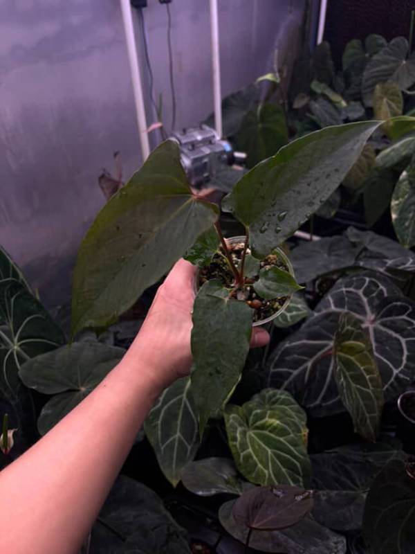 Антуриум §§74 Anthurium RL Self from Jay Vannini