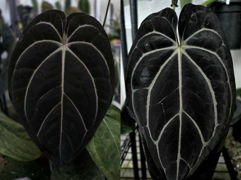Антуриум 4G61 Anthurium (Carlablackiae X AOS) X Carlablackiae GO1 Super black