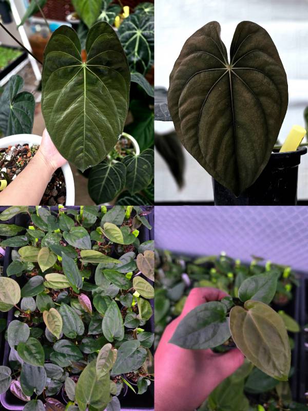 Антуриум 4G79 Anthurium Darkest Panama X Dressleri RG