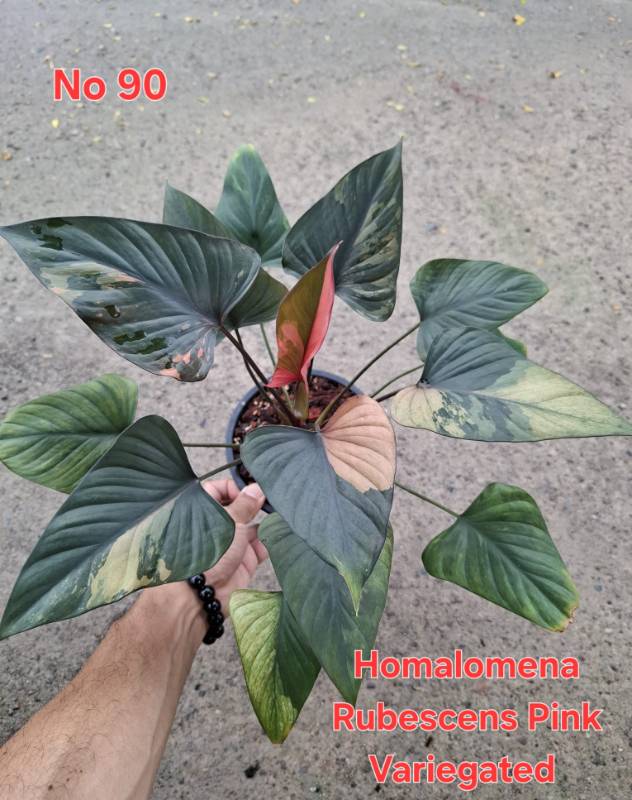 Хомаломена 90 Homalomena rubescens pink variegated