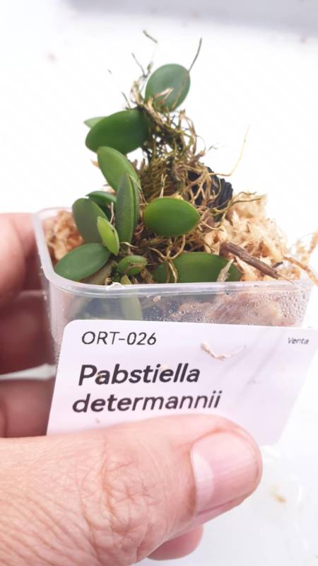 Орхидея K06 Pabstiella determannii