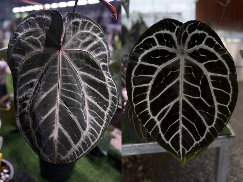 Антуриум 4G33 Anthurium (Crystallinum select Large 53 X Angela 35) X Zara 29X29