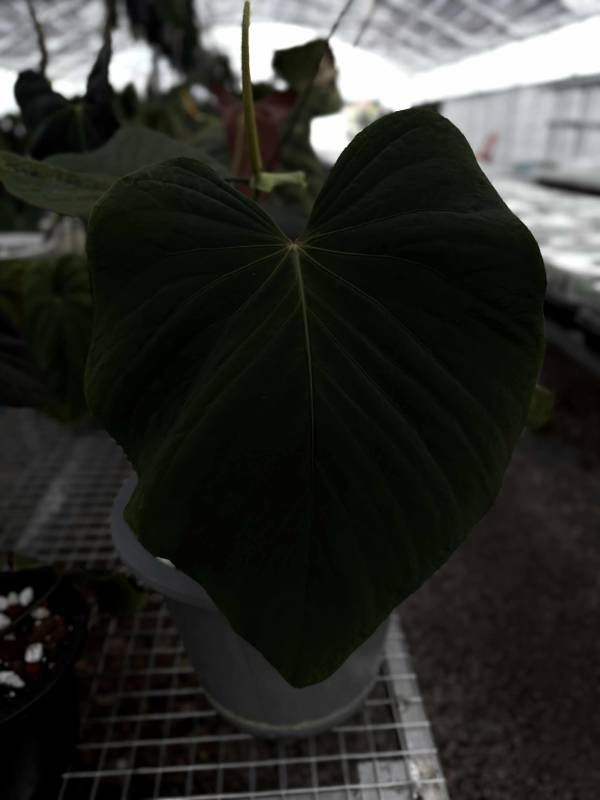 Антуриум G22 Anthurium Kunayalense GO1 X self