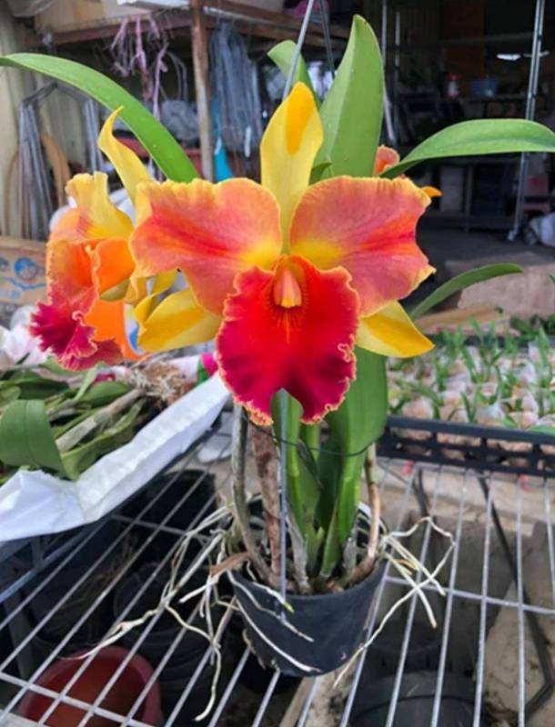 Орхидея FS59 Cattleya Amazing Thailand