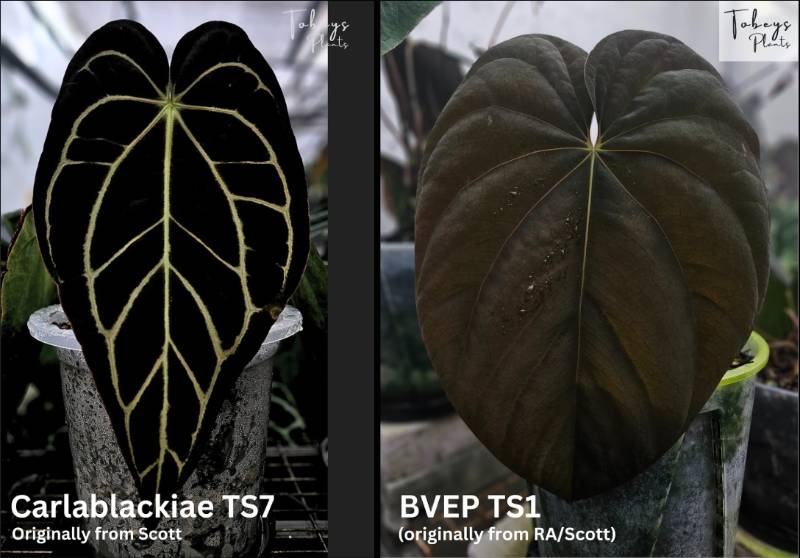 Антуриум TP06 Anthurium Carlablackiae TS7 X BVEP TS1