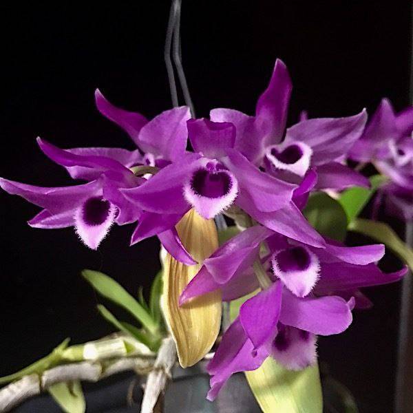 Орхидея FS154 Dendrobium parishii