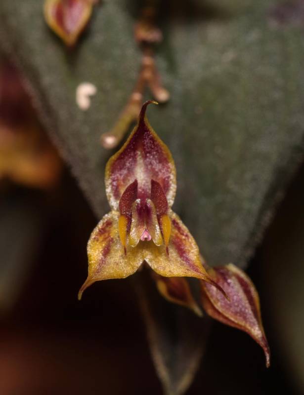Орхидея K17 Lepanthes antiopa