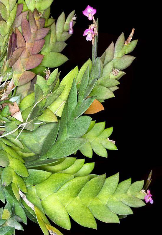 Орхидея FS86 Dendrobium rosellum