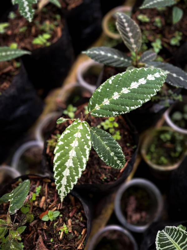 Лесное AA23 Leea zippeliana sp