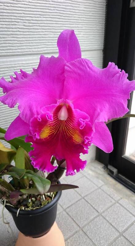 Орхидея FS72 Cattleya Lucky Strike