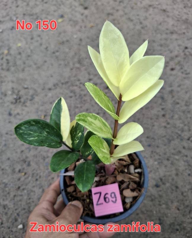 Замиокулькас 150 Zamioculcas zamifolia Z69