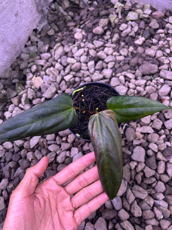 Антуриум §§67 Anthurium Portillae From Mr HU