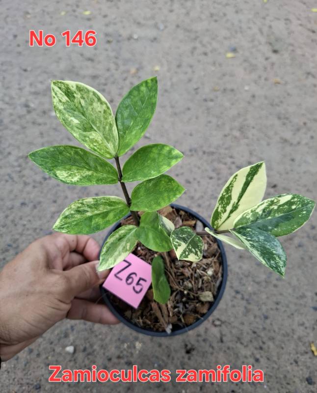 Замиокулькас 146 Zamioculcas zamifolia Z65