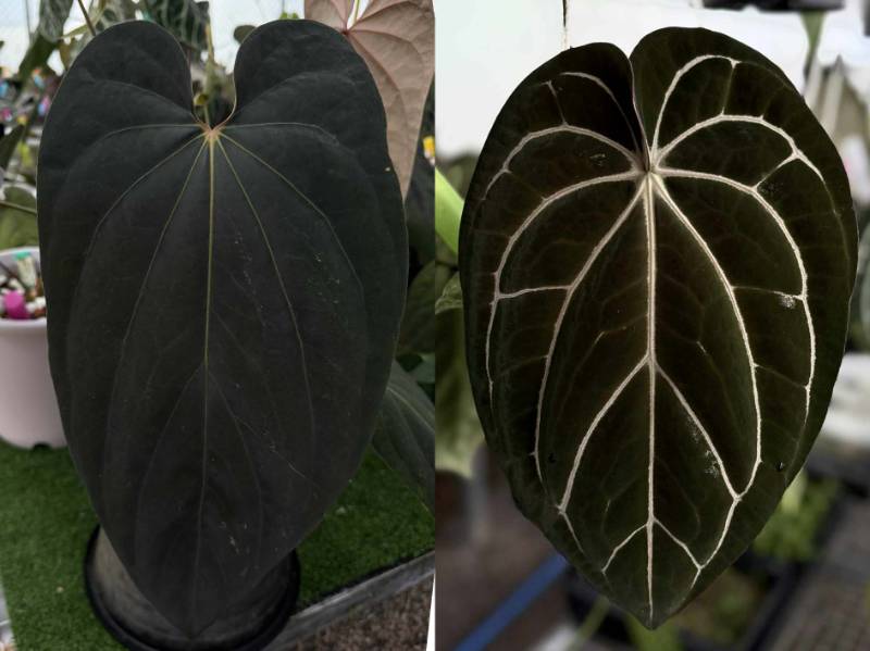 Антуриум 4G23 Anthurium ((Midnight Velvet X Saguineum) X Antolakil) X Carlablackiae GO Round 3