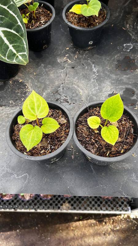 Антуриум AA04 Anthurium Golden KOS