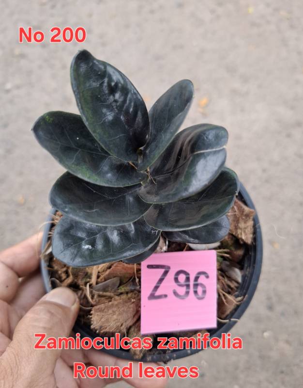 Замиокулькас 200 Zamioculcas zamifolia Z96