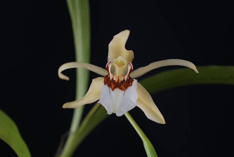Орхидея FS55 Coelogyne eberhardtii