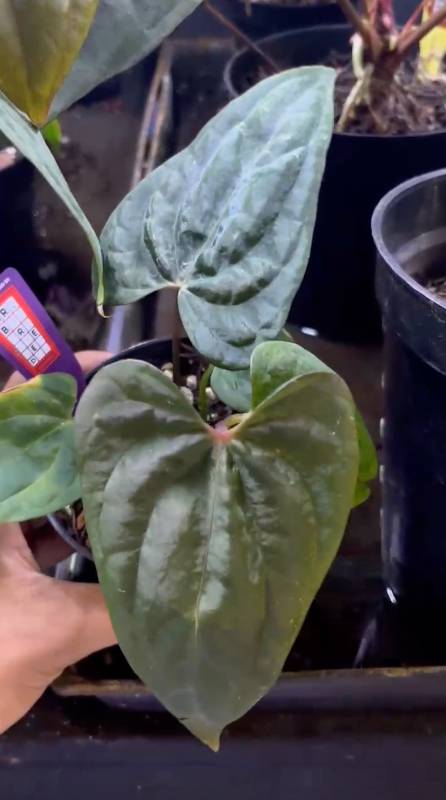 Антуриум §§86 Anthurium Dark Love Mr. Breed