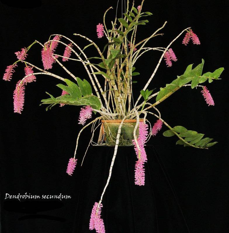 Орхидея FS87 Dendrobium secundum