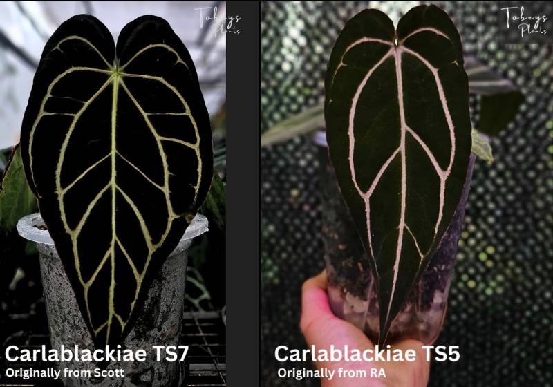 Антуриум TP16 Anthurium Carlablackiae TS7 X Carlablackiae TS5