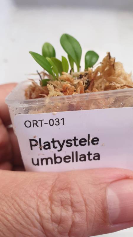 Орхидея K16 Platystele umbellata