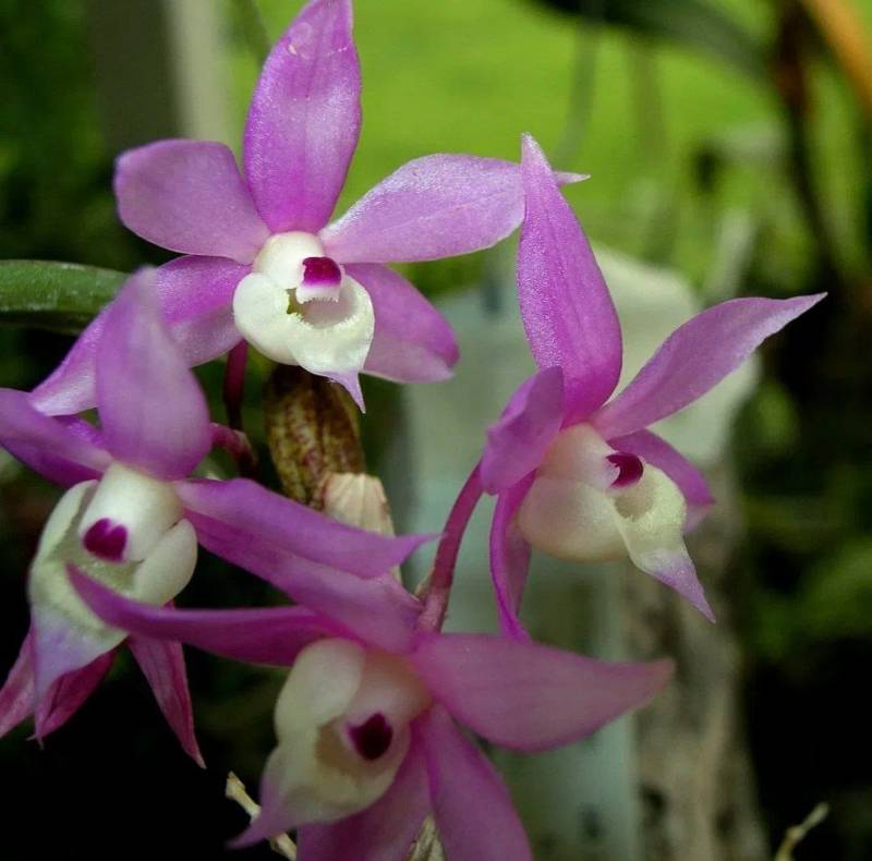 Орхидея FS147 Dendrobium hercoglossum