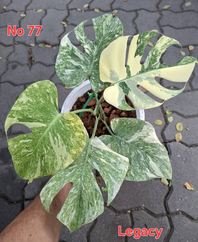 Монстера 77 Monstera Legacy
