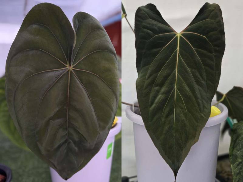 Антуриум G09 Anthurium Dressleri RG X Ralph Lynam (Dwane Self)