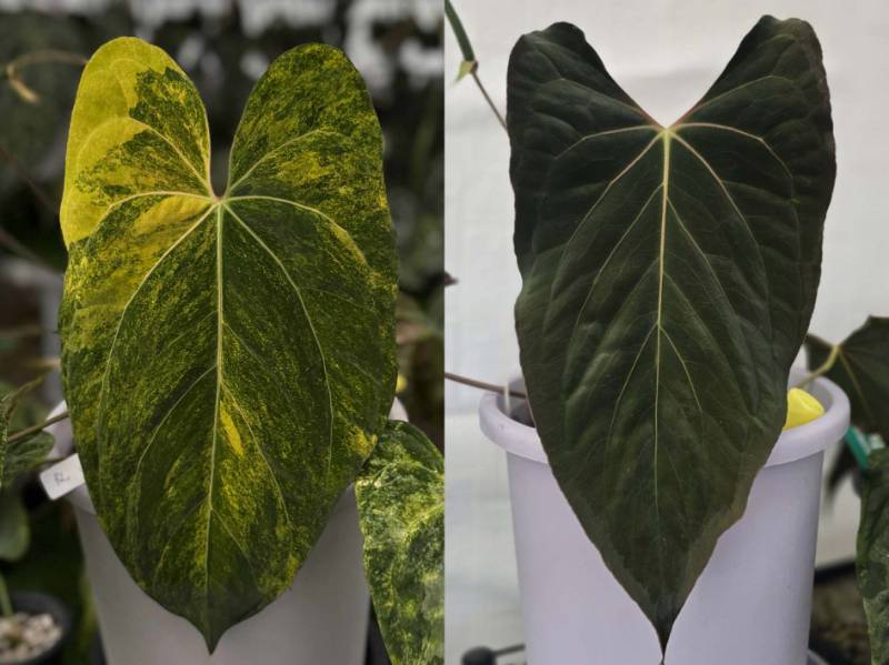 Антуриум 4G56 Anthurium (Papililaminum var X Fort Sherman) X Ralph Lynam Dwane