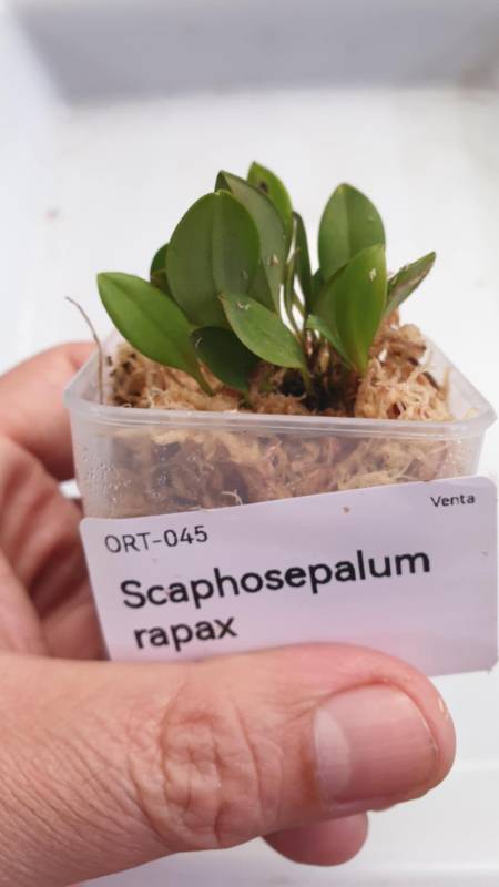 Орхидея K11 Scaphosepalum rapax