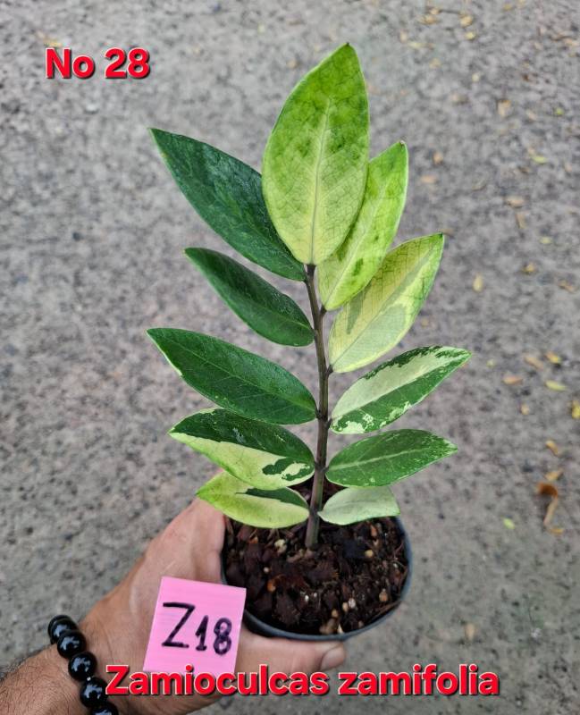 Замиокулькас 28 Zamioculcas zamifolia Z18