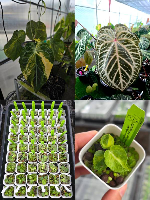 Антуриум 4G89 Anthurium Crystallinum variegated X (Crystallinum select large 53 X Angela 35)