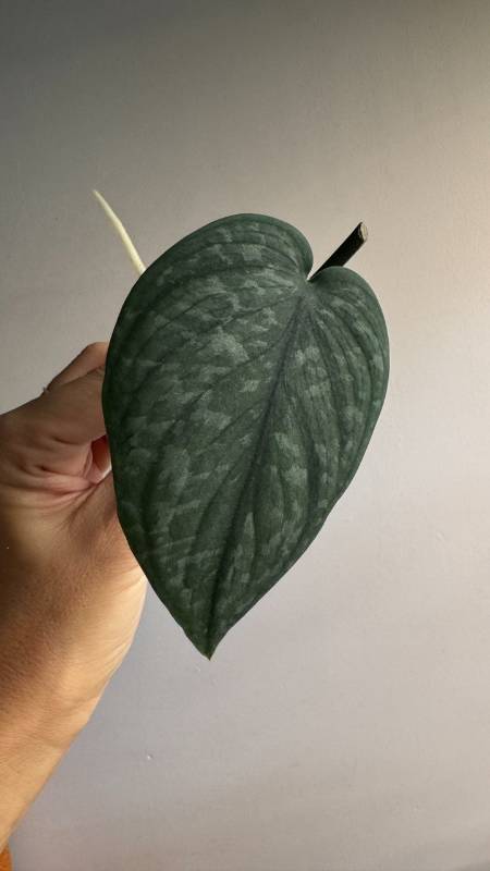 Cциндапсус S61 Scindapsus Green Veins