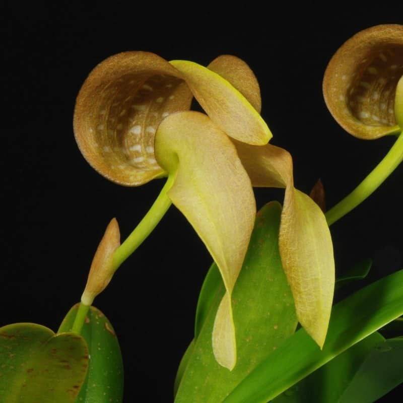 Орхидея FS20 Bulbophyllum grandiflorum var. semi alba cv. Sunny Fuji