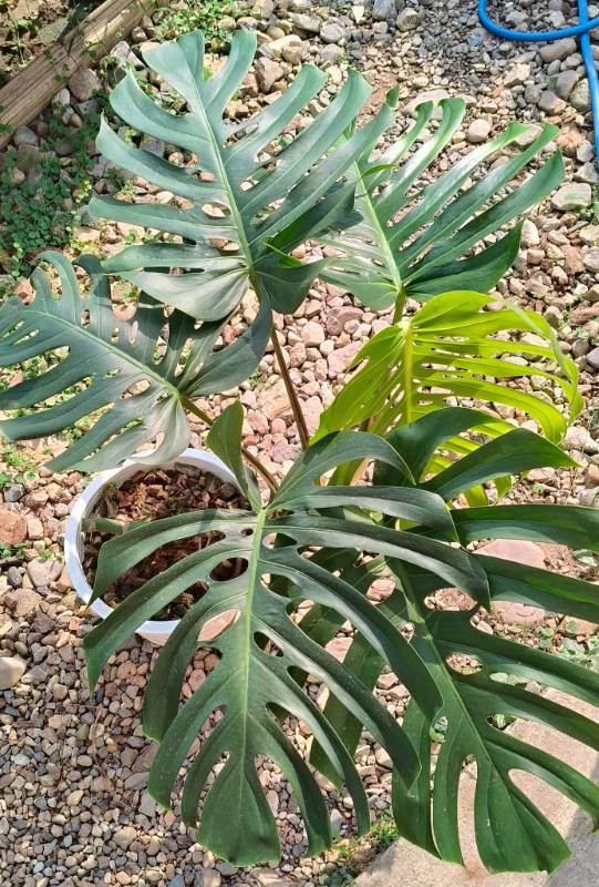 Монстера 4S01 Monstera deliciosa seeds