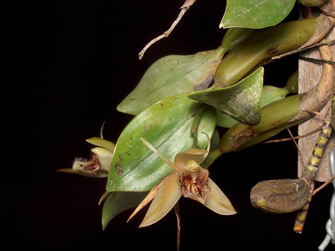 Орхидея FS56 Coelogyne fimbriata