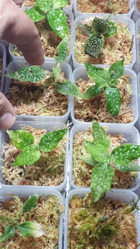 Орхидея K17 Microchilus tridax