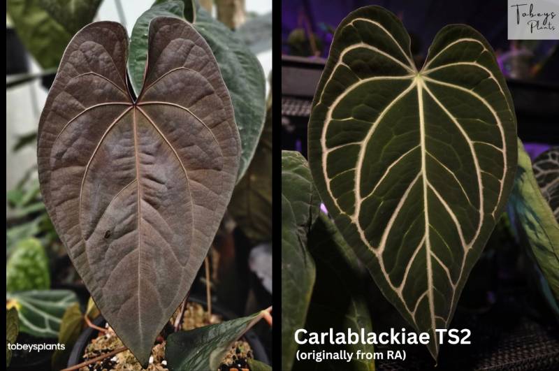 Антуриум TP28 Anthurium AOS TS1 DF X Carlablackiae TS2