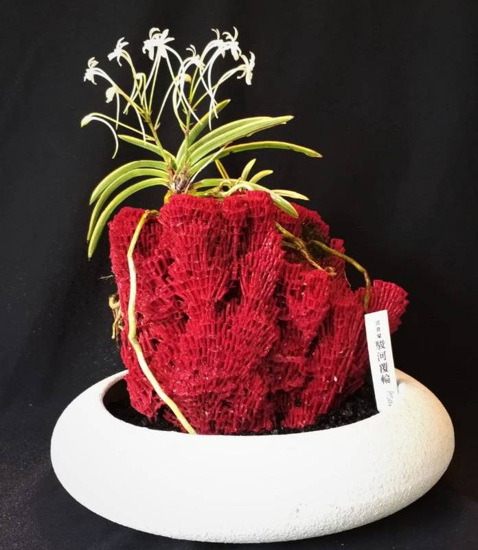 Орхидея O10 Neofinetia falcata
