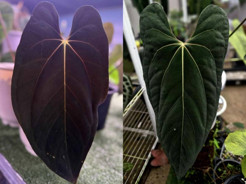Антуриум G15 Anthurium Dark guna vala X Ralph Lynam (Jv self)