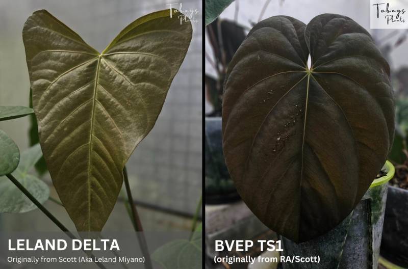 Антуриум 4T10 Anthurium Leland Delta X Antolakii (BVEP) TS1