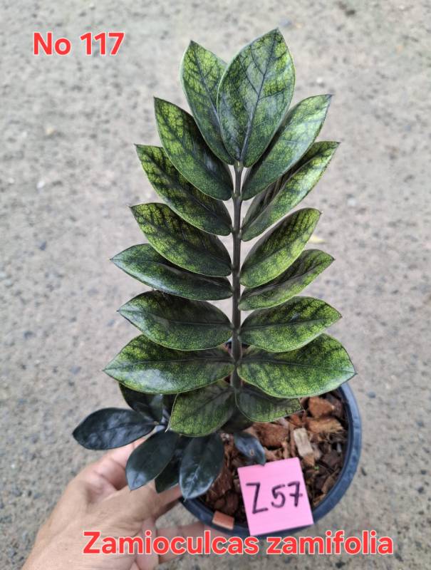 Замиокулькас 117 Zamioculcas zamifolia Z57