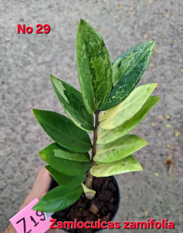 Замиокулькас 29 Zamioculcas zamifolia Z19