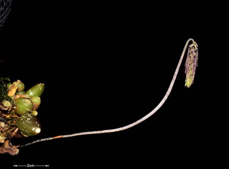 Орхидея FS26 Bulbophyllum lemniscatoides
