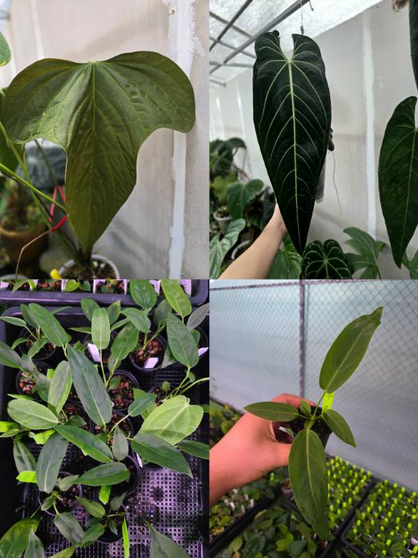 Антуриум 4G75 Anthurium Subsignatum X Warocqueanum Dark Form
