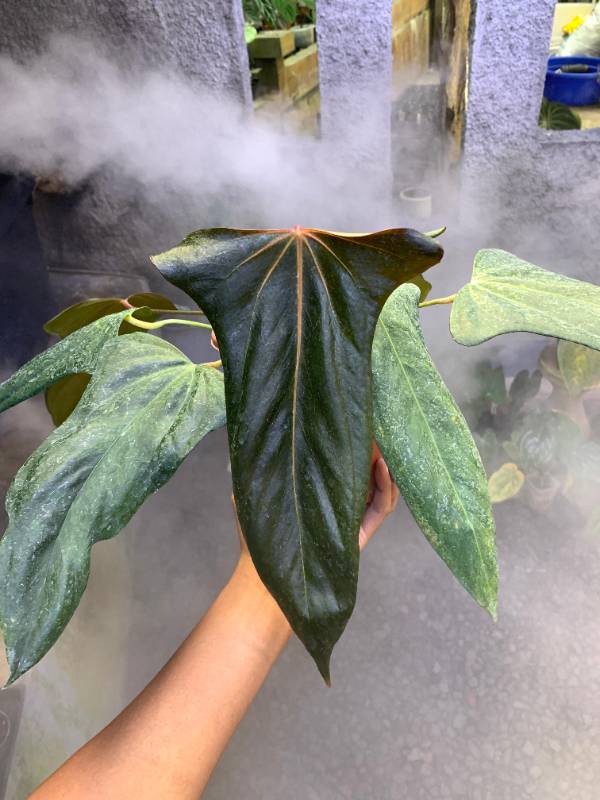Антуриум §§70 Anthurium Portilae XDF Mother Size