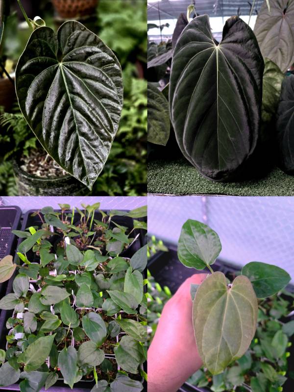 Антуриум 4G77 Anthurium Andrean Moon X Antolakii (BVEP Scott Cohen)