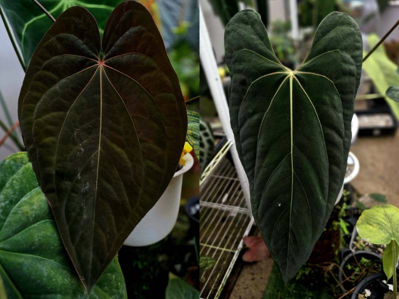 Антуриум G18 Anthurium (Antolakii X RVDP) X Ralph Lynam (JV self)