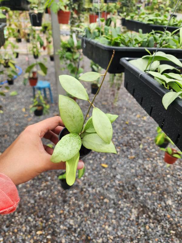 Хойя HN09 Hoya​ Eryrhrostemma​ Silver
