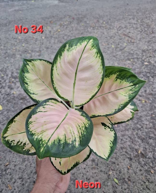 Аглаонема 34 Aglaonema Neon